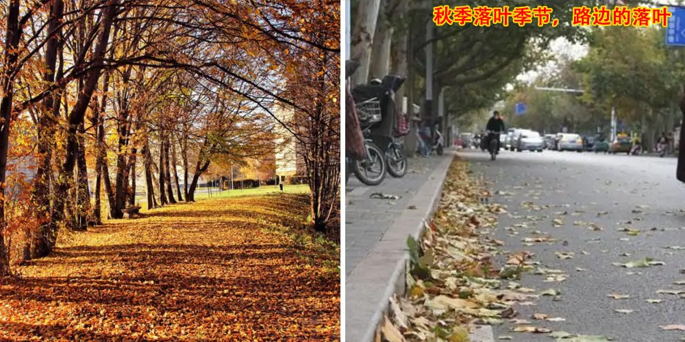 三輪樹(shù)葉收集車_多功能樹(shù)葉收集車_吸樹(shù)葉的機(jī)器_掃樹(shù)葉神器